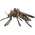 :mosquito: