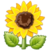 Sunflower :sunflower: